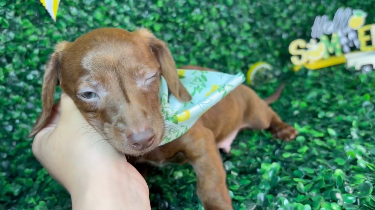 Male Dachshund puppy named Tucker for sale at Puppy Dreams - North Richland Hills. video thumbnail