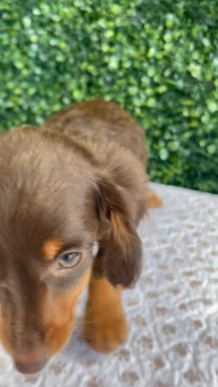 Male Dachshund puppy named Ned for sale at Puppy Dreams - West Little Rock. video thumbnail