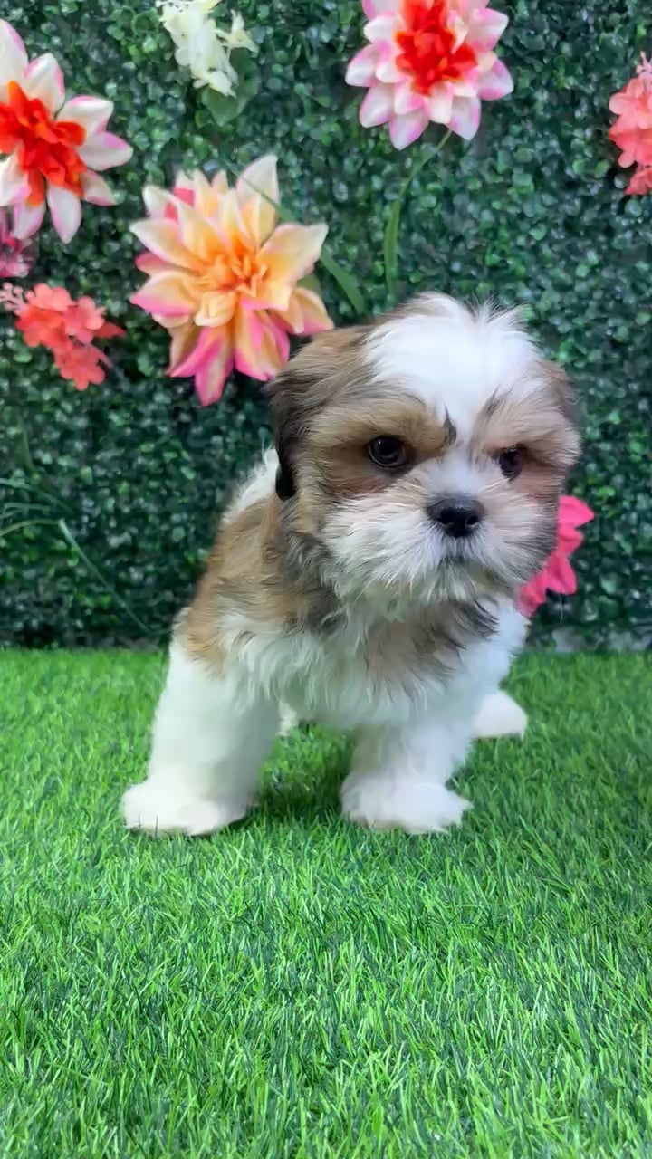 Male Shih Tzu puppy named Chewie for sale at Puppy Dreams - Wichita West. video thumbnail