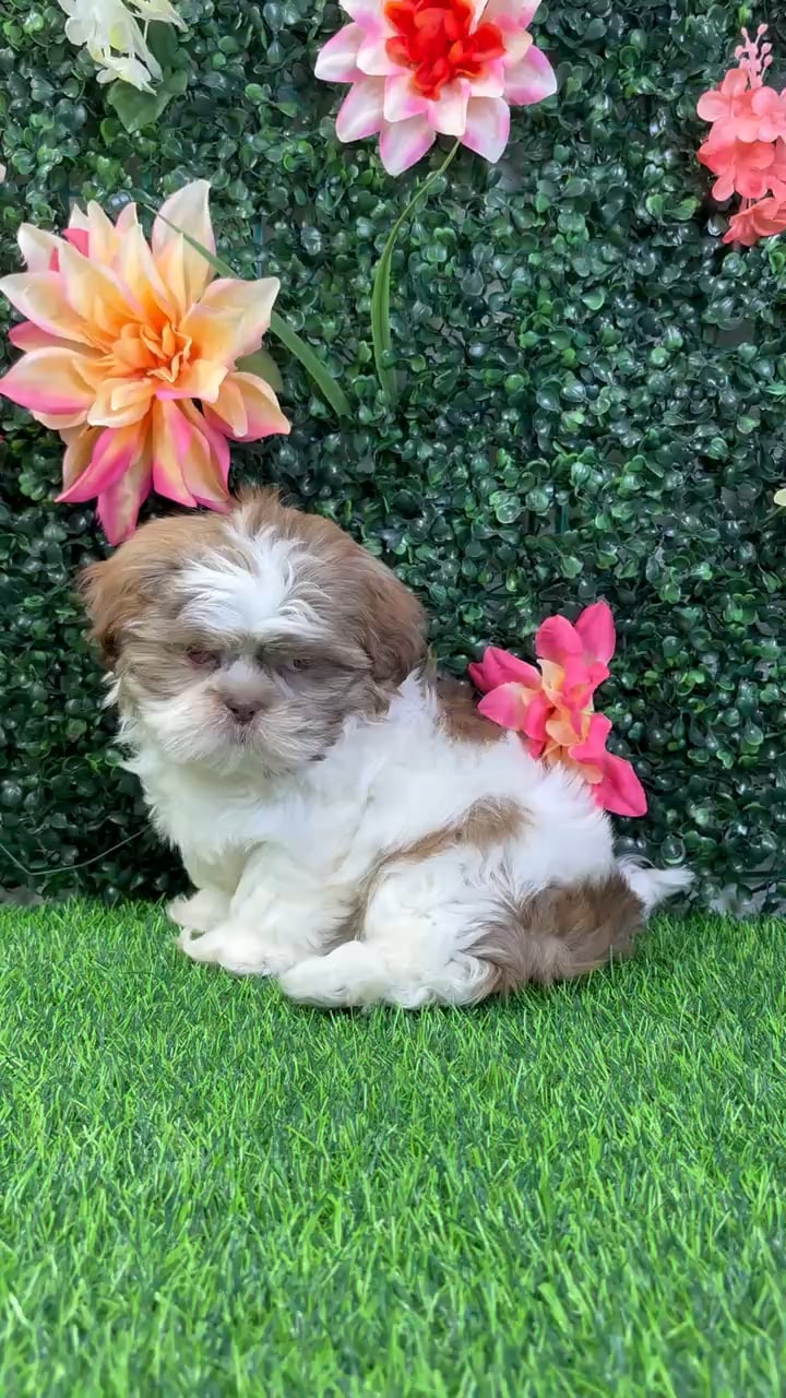 Female Shih Tzu puppy named Mochi for sale at Puppy Dreams - Wichita West. video thumbnail