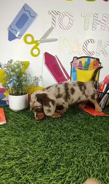 Female Dachshund puppy named *Mrs. Rennabecka* for sale at Puppy Dreams - Mansfield. video thumbnail