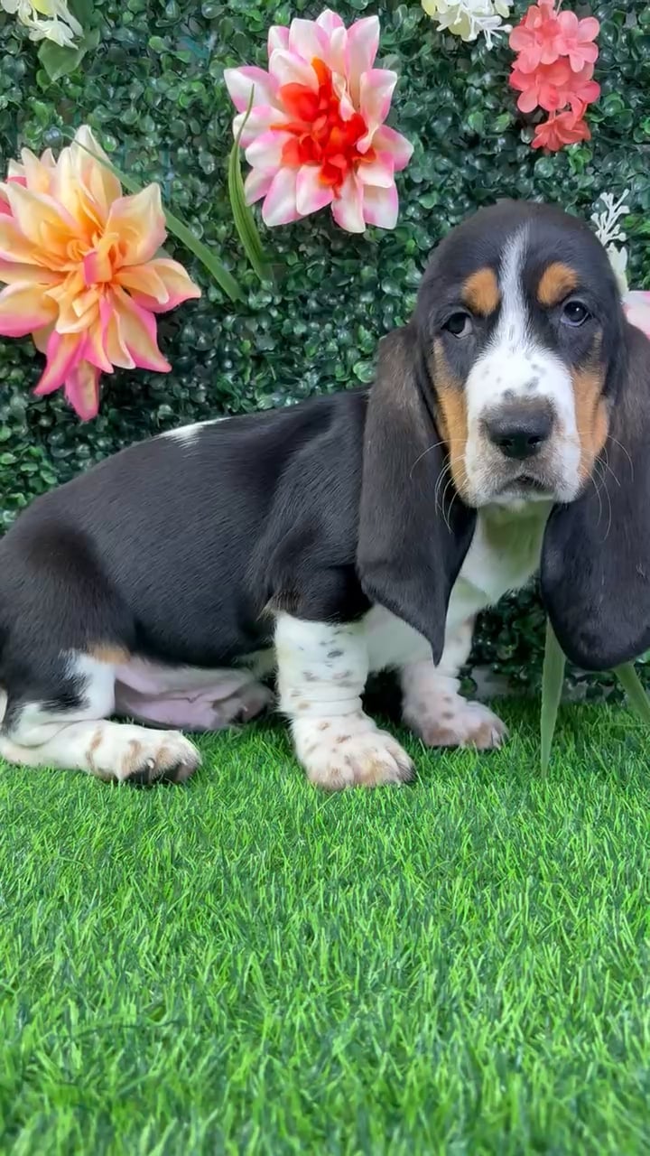 Male Basset Hound puppy named Rocky for sale at Puppy Dreams - Wichita West. video thumbnail