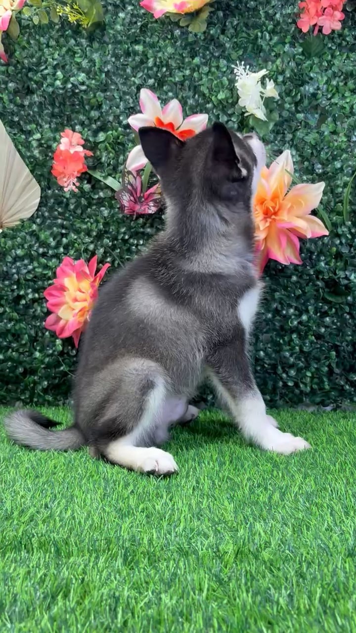 Male Alaskan Klee Kai puppy named Echo for sale at Puppy Dreams - Wichita West. video thumbnail