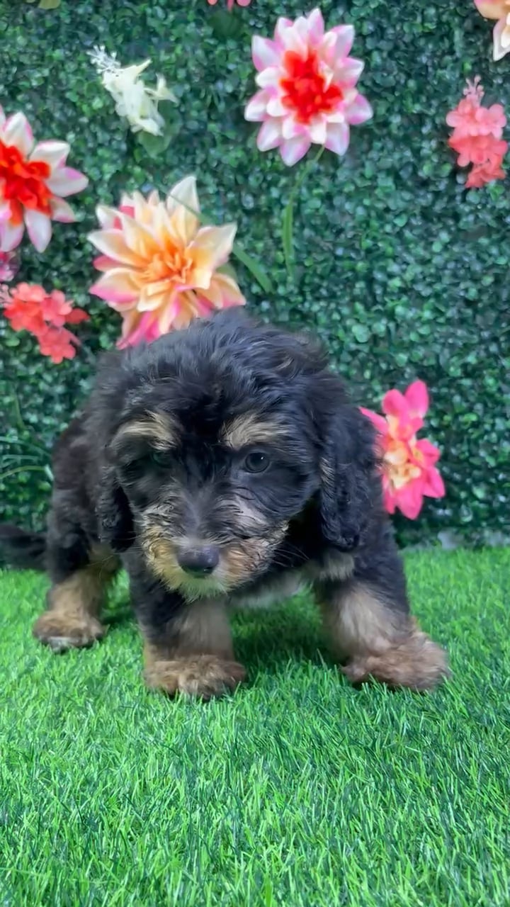 Male Bernedoodle puppy named Benson for sale at Puppy Dreams - Wichita West. video thumbnail
