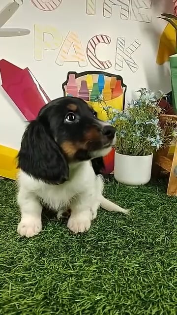 Male Dachshund puppy named *Coach* for sale at Puppy Dreams - Mansfield. video thumbnail
