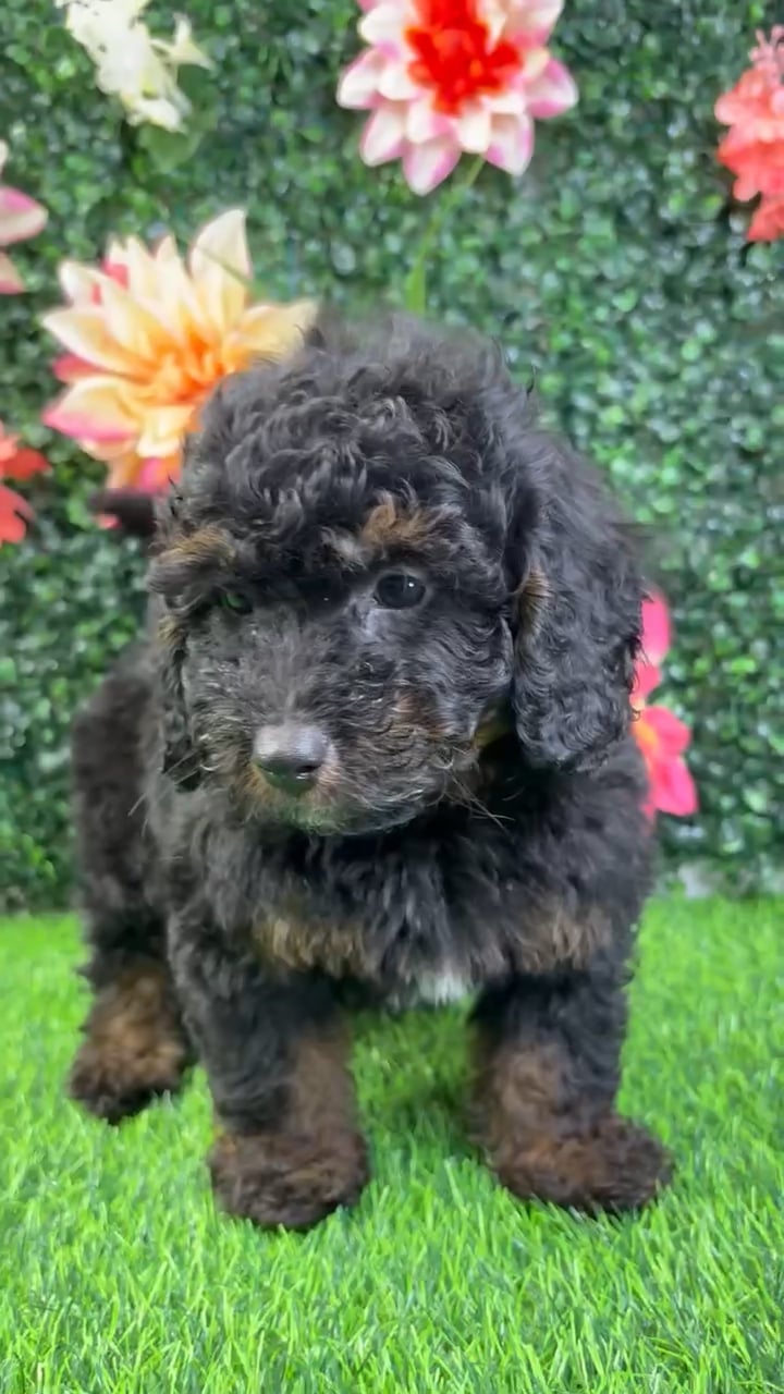 Male Bernedoodle puppy named Grizz for sale at Puppy Dreams - Wichita West. video thumbnail