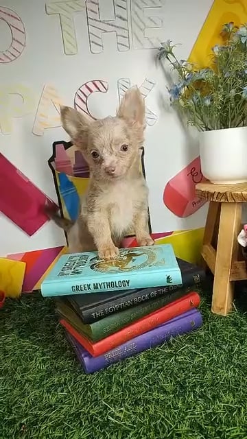 Female Chihuahua puppy named *Ms. Bell* for sale at Puppy Dreams - Mansfield. video thumbnail