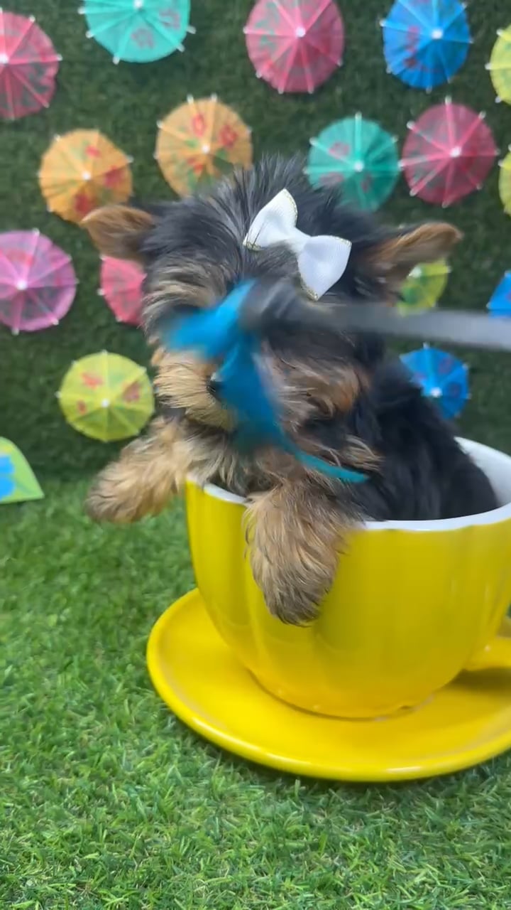 Female Yorkie puppy named Buttercup for sale at Puppy Dreams - Carrollton. video thumbnail