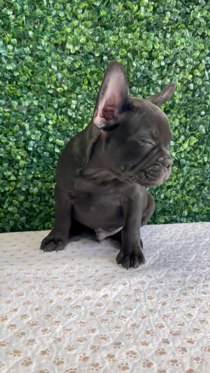 Male French Bulldog puppy named Milhouse for sale at Puppy Dreams - West Little Rock. video thumbnail