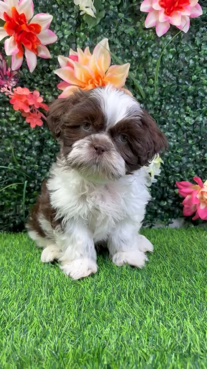 Male Shih Tzu puppy named Yoda for sale at Puppy Dreams - Wichita West. video thumbnail