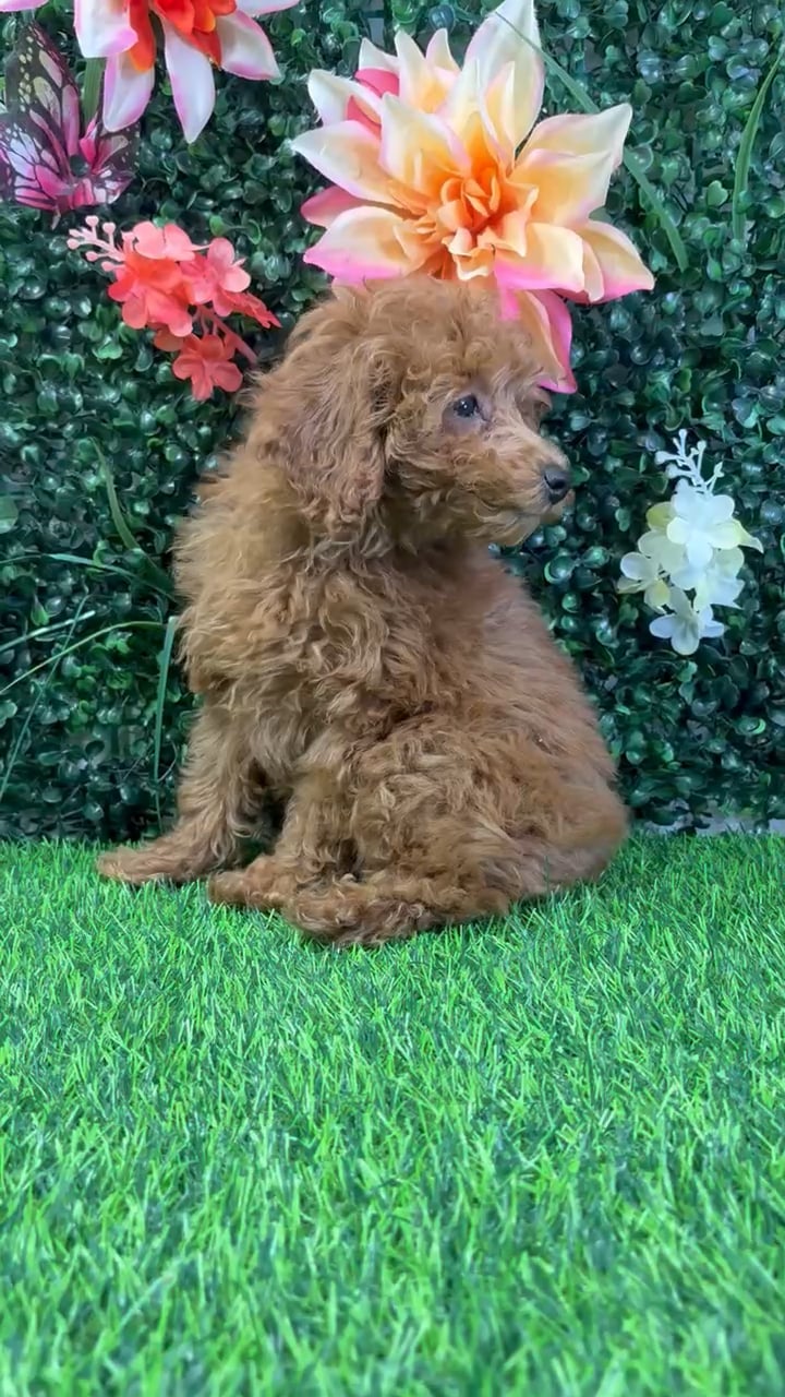 Female Mini Poodle puppy named Raine for sale at Puppy Dreams - Wichita West. video thumbnail