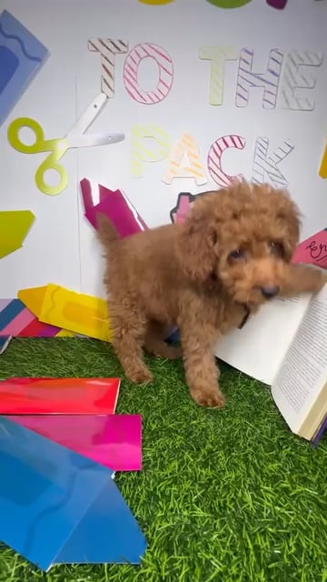 Male Mini Poodle puppy named *Mr. Evans* for sale at Puppy Dreams - Mansfield. video thumbnail
