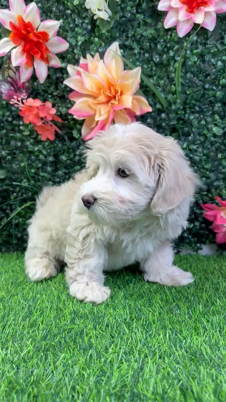 Female Maltipoo puppy named Iris for sale at Puppy Dreams - Wichita West. video thumbnail