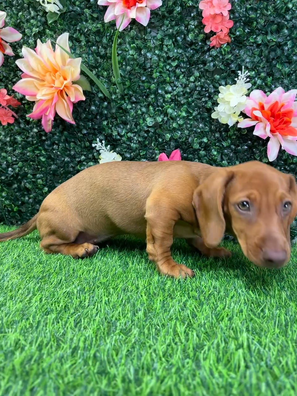Female Dachshund puppy named Big Red for sale at Puppy Dreams - Wichita West. video thumbnail