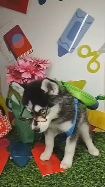 Male Pomsky puppy named *Mr. Loganbill* for sale at Puppy Dreams - Mansfield. video thumbnail