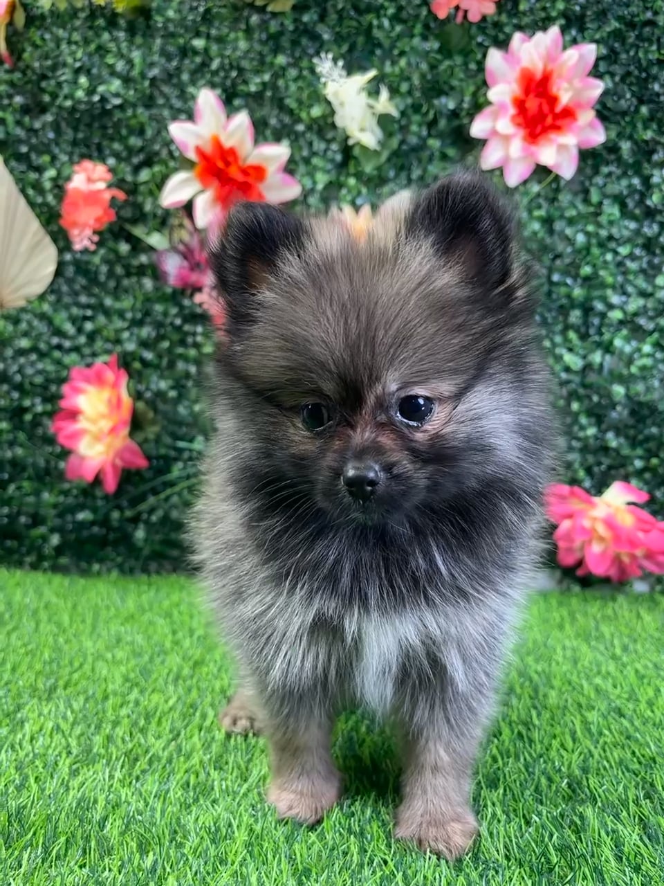 Female Pomeranian puppy named Mika for sale at Puppy Dreams - Wichita West. video thumbnail