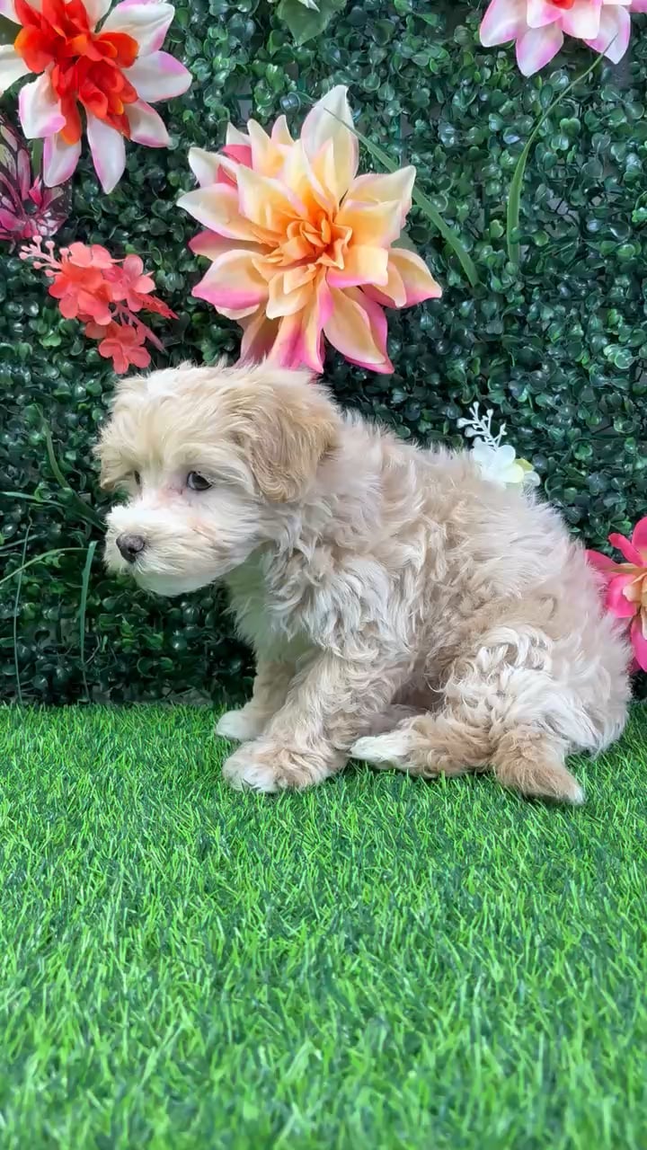 Male Maltipoo puppy named Dusty for sale at Puppy Dreams - Wichita West. video thumbnail