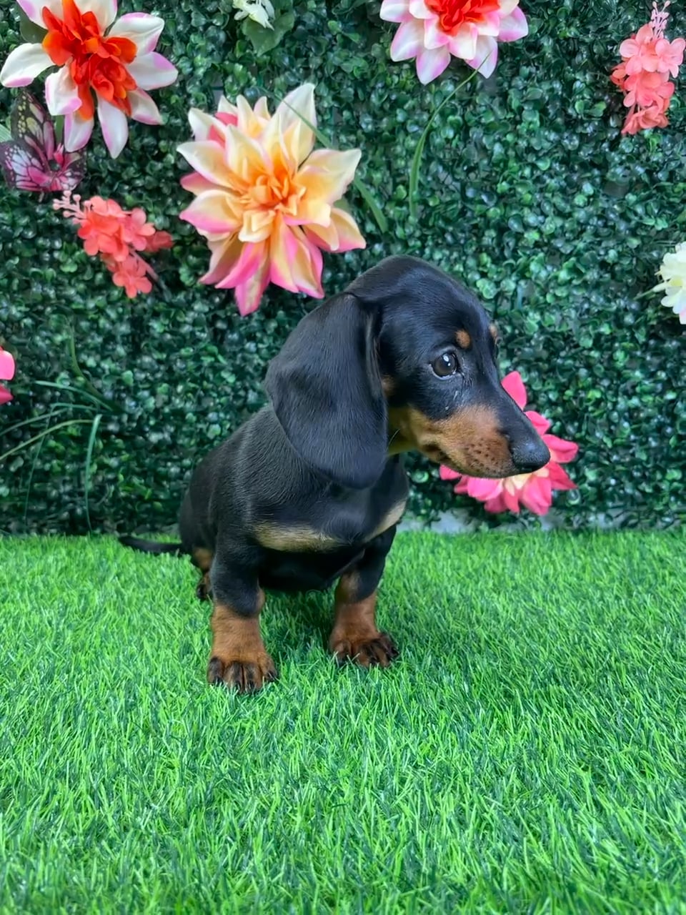 Female Dachshund puppy named Brandy for sale at Puppy Dreams - Wichita West. video thumbnail