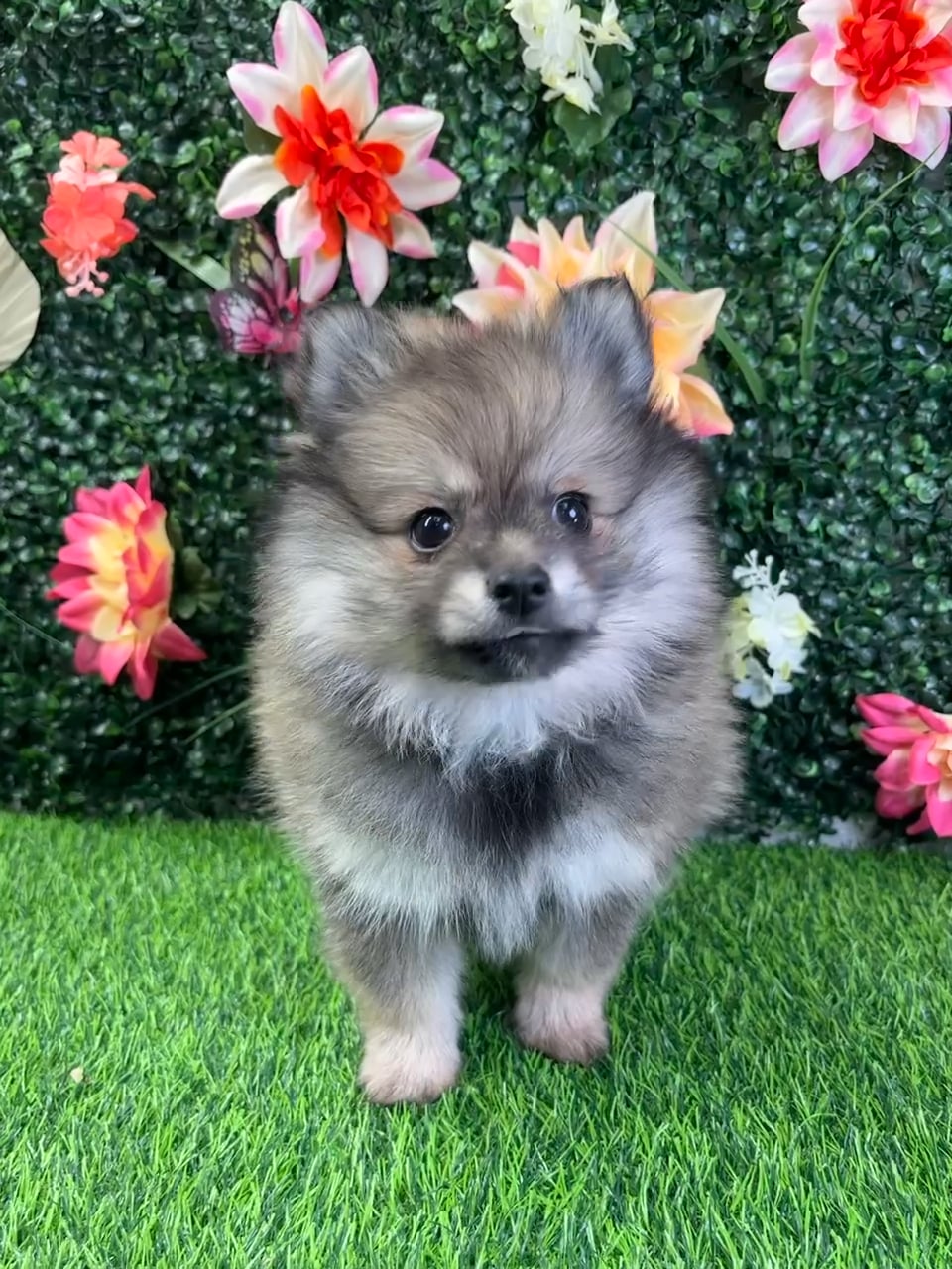 Female Pomeranian puppy named Akira for sale at Puppy Dreams - Wichita West. video thumbnail