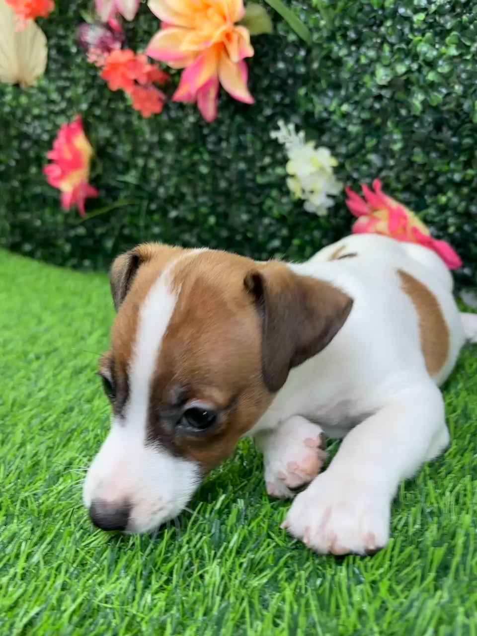Male Jack Russell Terrier puppy named Otto for sale at Puppy Dreams - Wichita West. video thumbnail