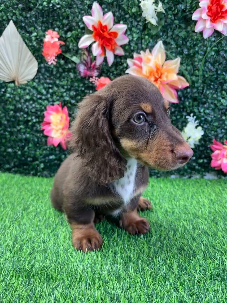 Male Dachshund puppy named Java for sale at Puppy Dreams - Wichita West. video thumbnail