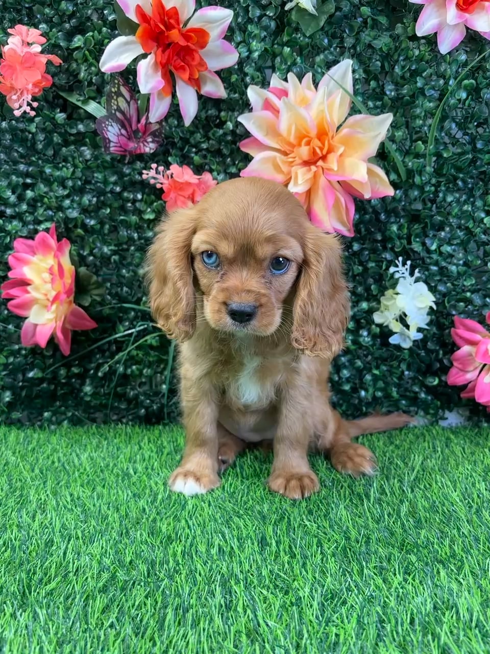 Female Cavalier King Charles Spaniel puppy named Lady for sale at Puppy Dreams - Wichita West. video thumbnail
