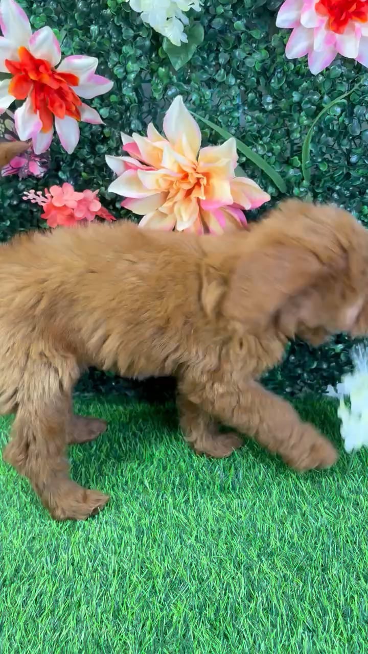 Female Mini Goldendoodle puppy named Ruby for sale at Puppy Dreams - Wichita West. video thumbnail