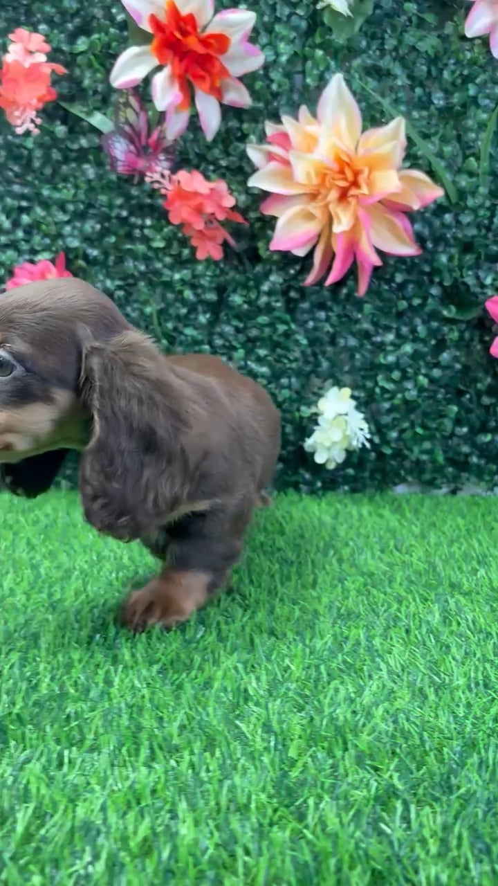 Female Dachshund puppy named Latte for sale at Puppy Dreams - Wichita West. video thumbnail