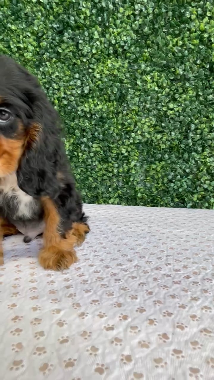 Male Cocker Spaniel puppy named Flanders for sale at Puppy Dreams - West Little Rock. video thumbnail