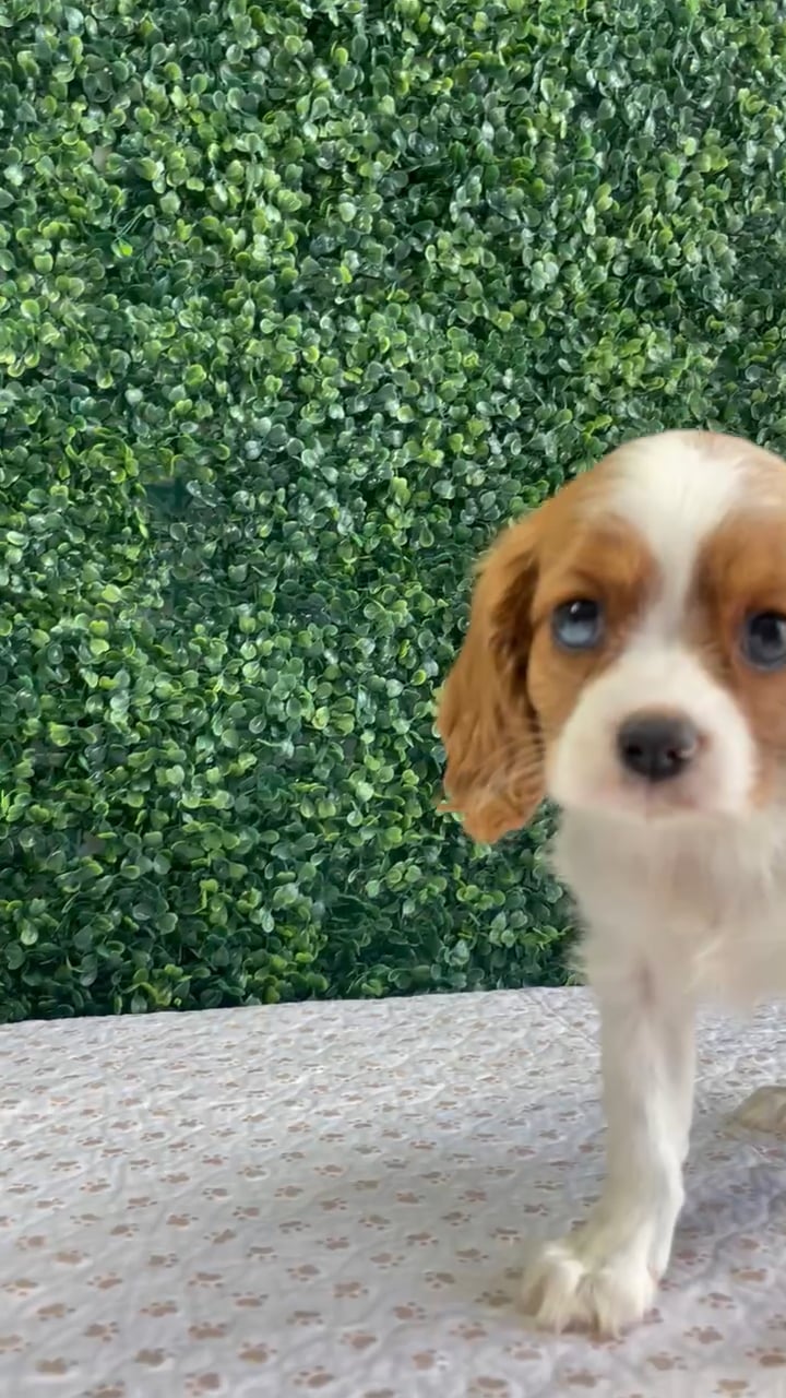 Female Cavalier King Charles Spaniel puppy named Lisa for sale at Puppy Dreams - West Little Rock. video thumbnail
