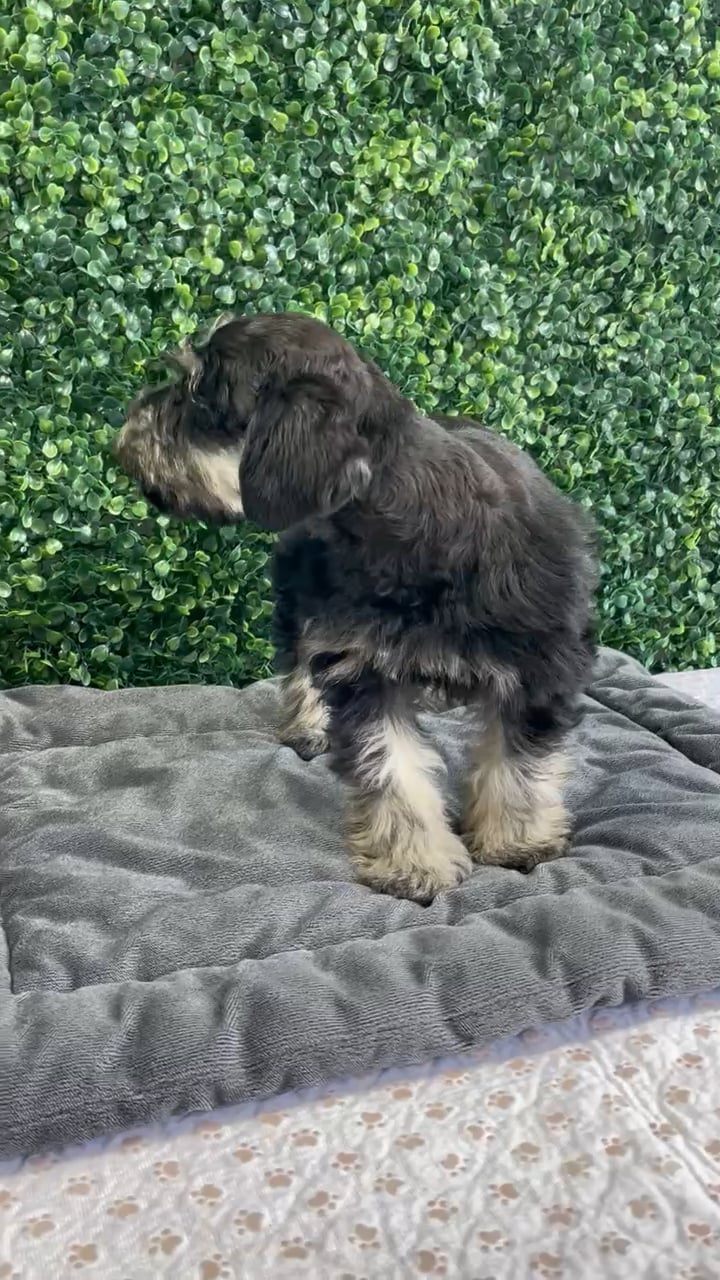 Male Schnauzer puppy named Moe for sale at Puppy Dreams - West Little Rock. video thumbnail