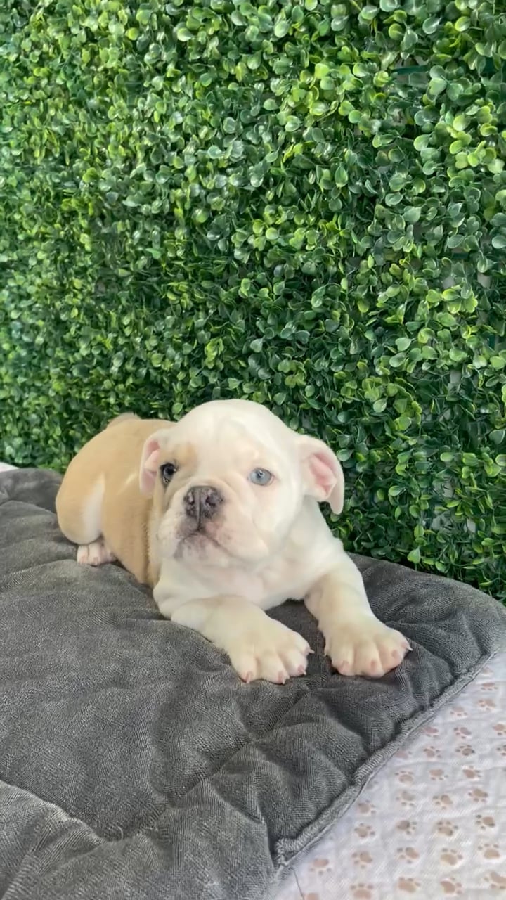Male English Bulldog puppy named Krusty for sale at Puppy Dreams - West Little Rock. video thumbnail