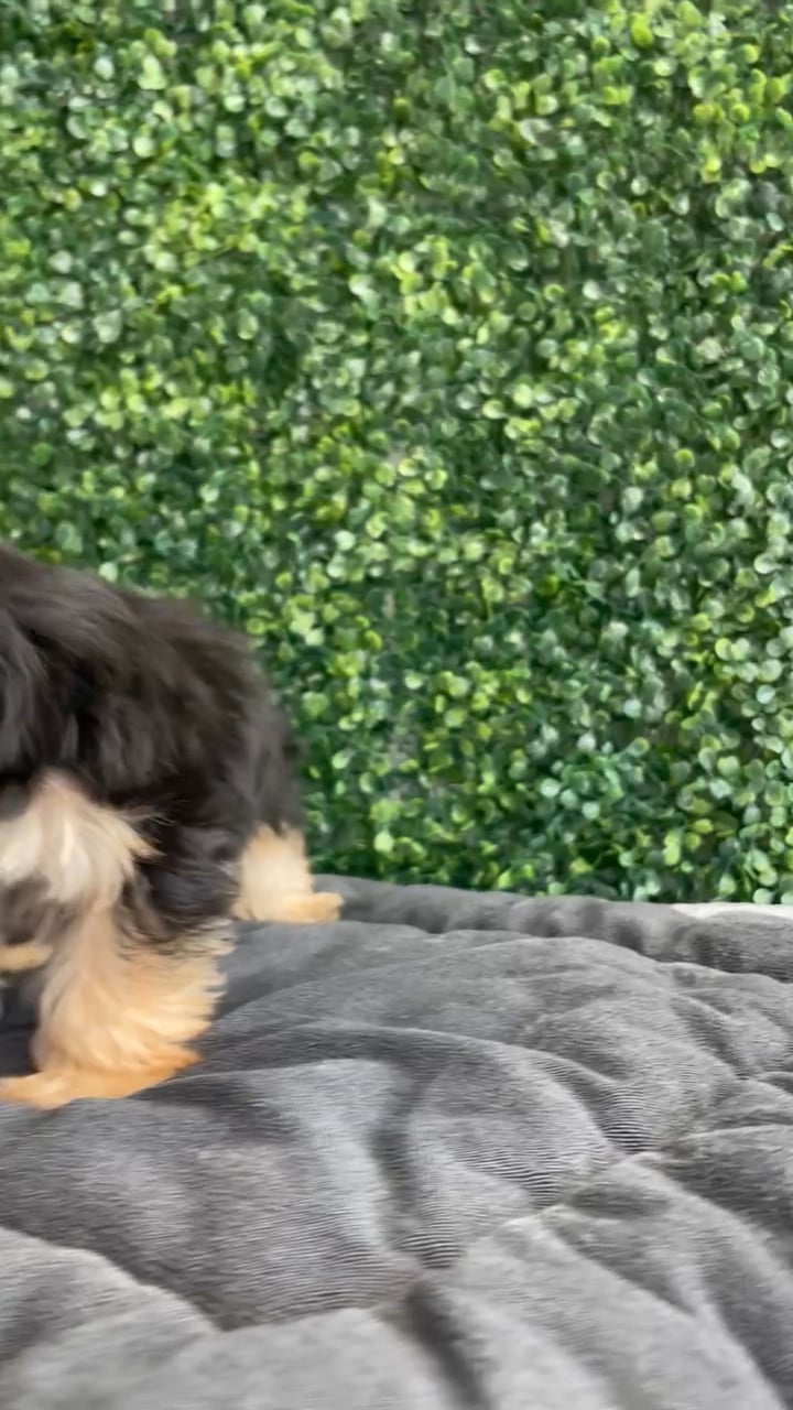 Female Morkie puppy named Maggie for sale at Puppy Dreams - West Little Rock. video thumbnail