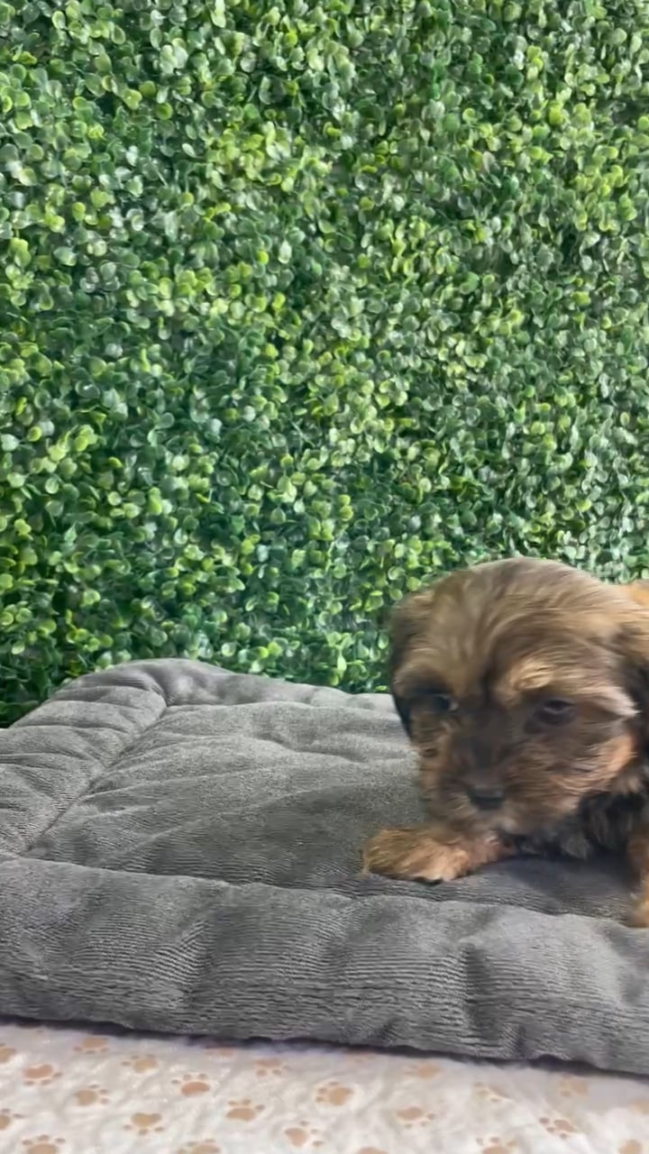Female Shorkie puppy named Thelma for sale at Puppy Dreams - West Little Rock. video thumbnail