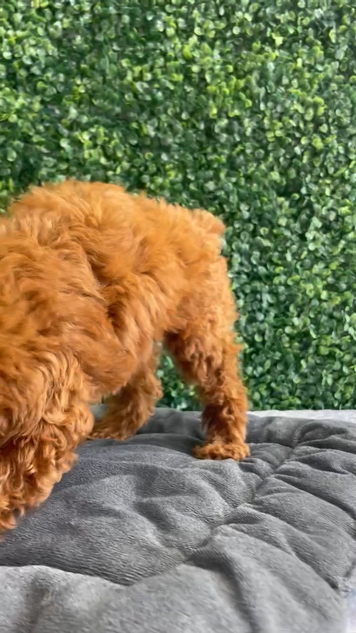 Female Mini Poodle puppy named Krabby for sale at Puppy Dreams - West Little Rock. video thumbnail
