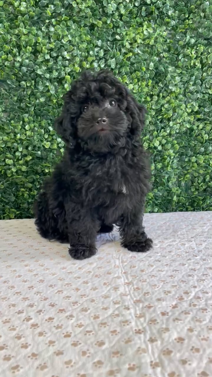 Male Mini Poodle puppy named Ralph for sale at Puppy Dreams - West Little Rock. video thumbnail