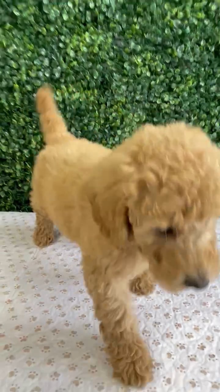 Male 2Nd Gen Mini Goldendoodle puppy named Homer for sale at Puppy Dreams - West Little Rock. video thumbnail