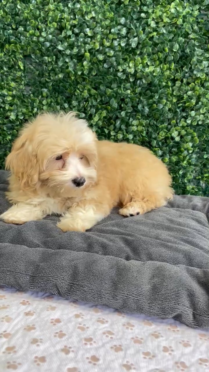 Male Bichon-Poodle puppy named Herb for sale at Puppy Dreams - West Little Rock. video thumbnail