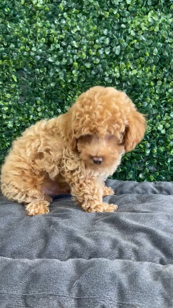 Male Cockapoo puppy named Bart for sale at Puppy Dreams - West Little Rock. video thumbnail