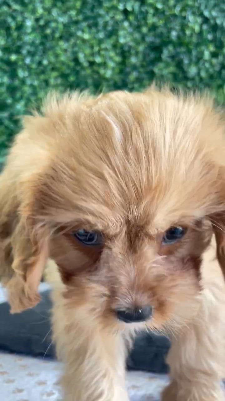 Male Cavapoo puppy named Nelson for sale at Puppy Dreams - West Little Rock. video thumbnail