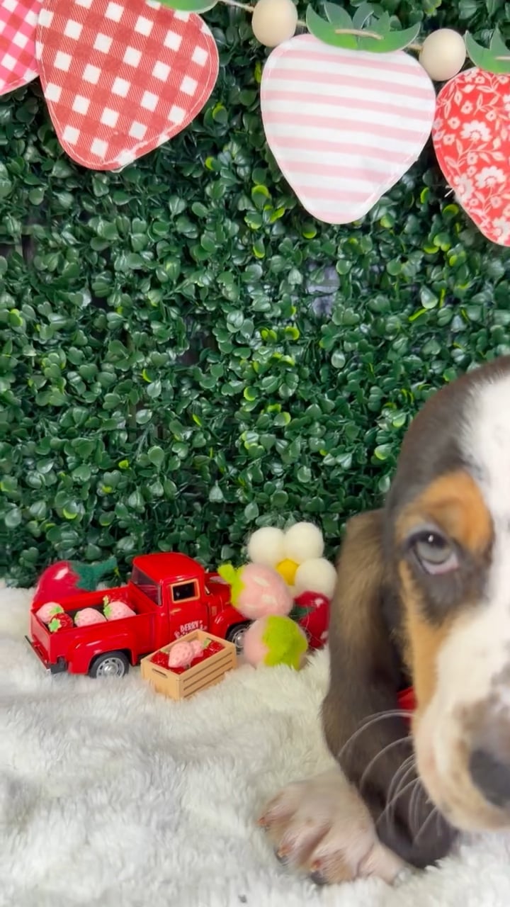 Male Basset Hound puppy named Sunny for sale at Puppy Dreams - Garland. video thumbnail