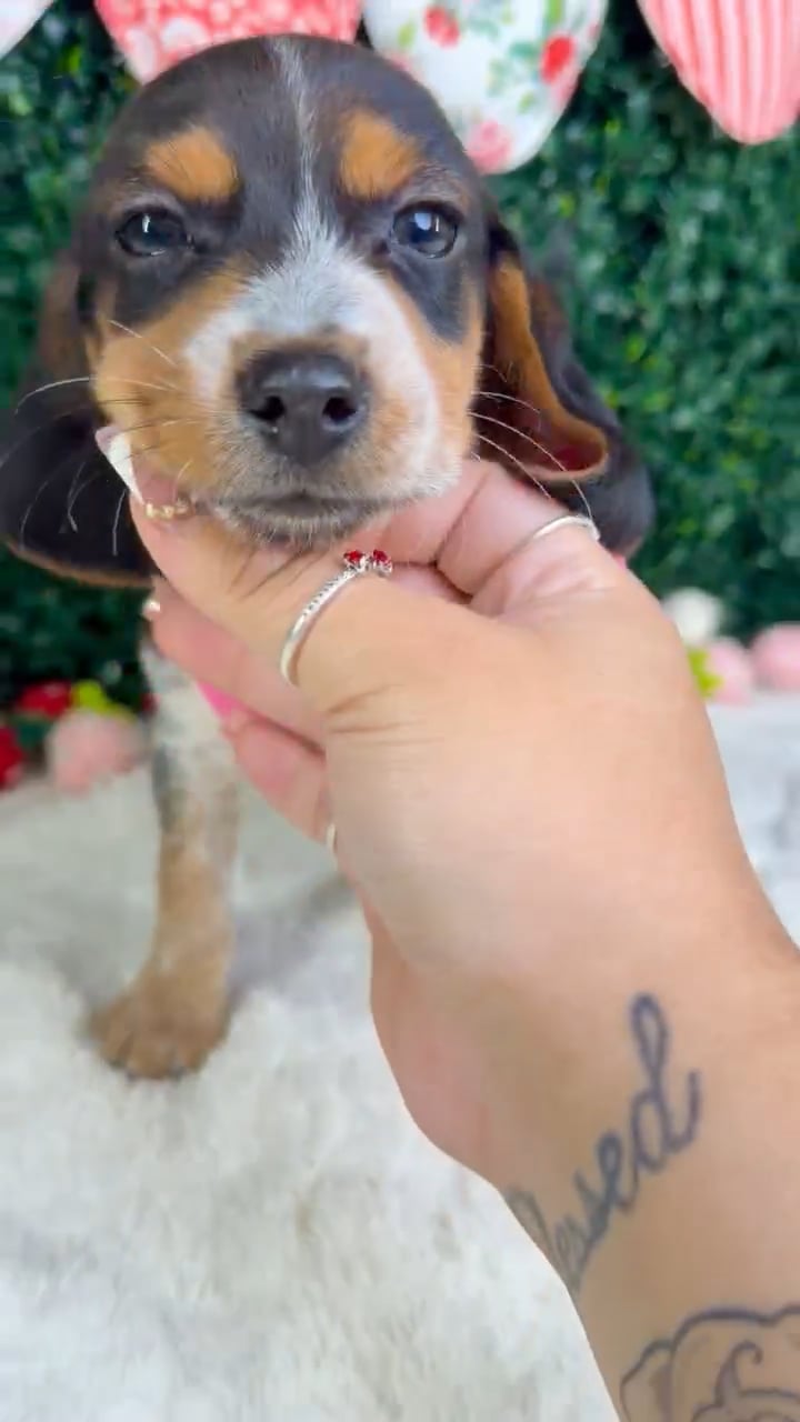 Female Beagle puppy named Coco for sale at Puppy Dreams - Garland. video thumbnail