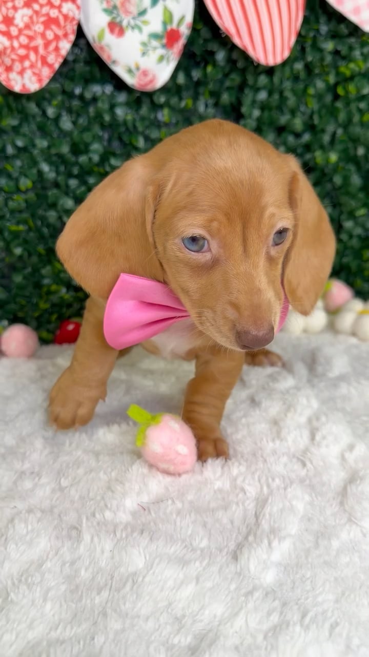 Female Dachshund puppy named Maple for sale at Puppy Dreams - Garland. video thumbnail