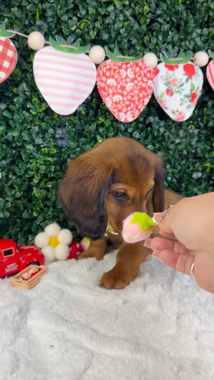 Male Dachshund puppy named Charlie for sale at Puppy Dreams - Garland. video thumbnail