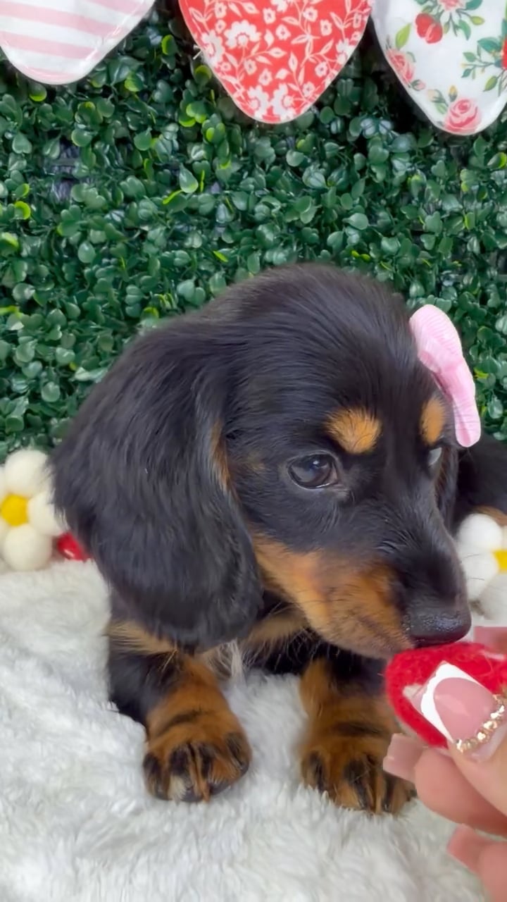Female Dachshund puppy named Skye for sale at Puppy Dreams - Garland. video thumbnail