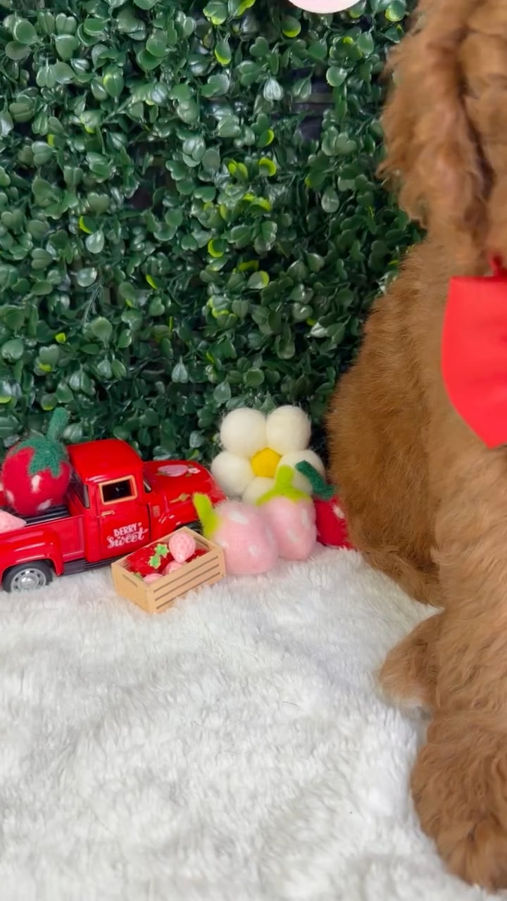 Male Mini Goldendoodle puppy named Milo for sale at Puppy Dreams - Garland. video thumbnail