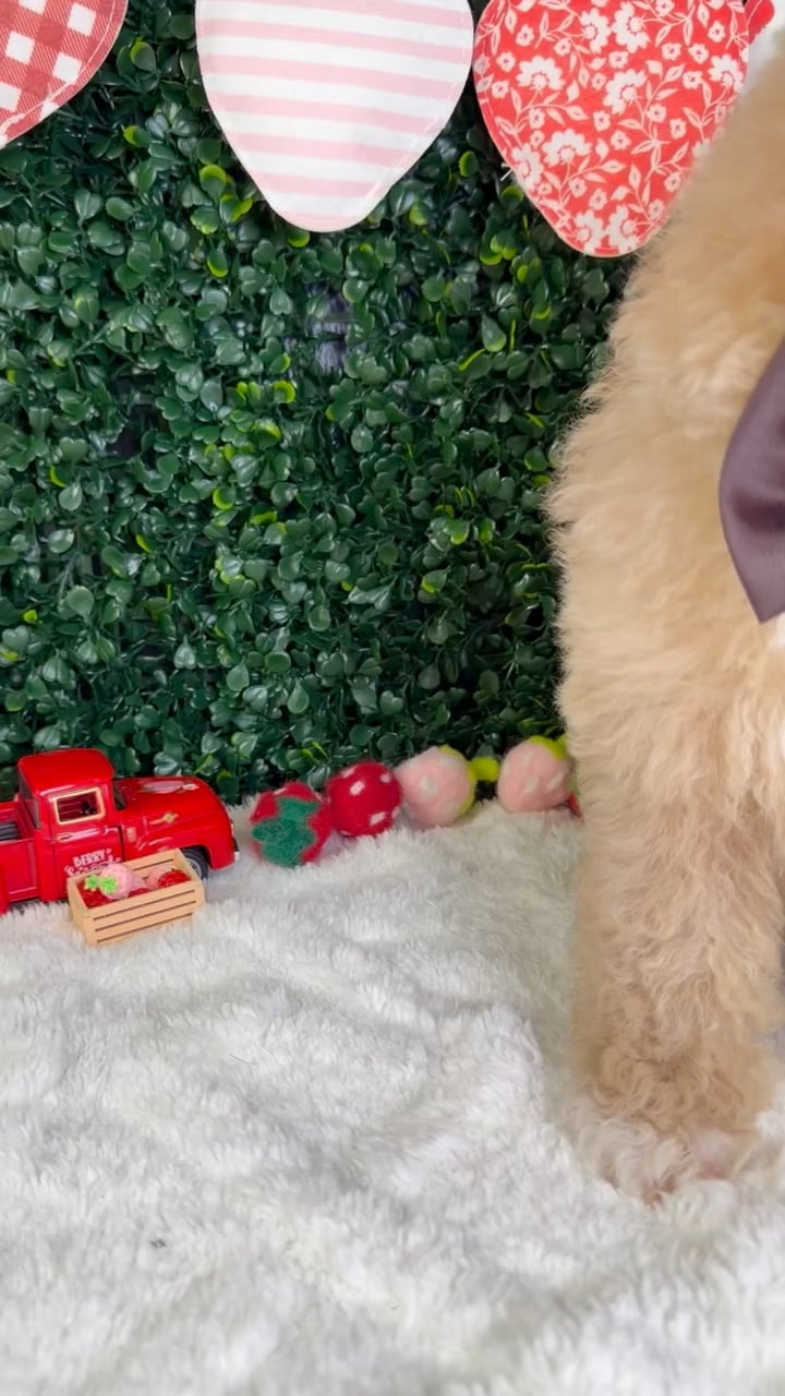 Male Mini Poodle puppy named Finn for sale at Puppy Dreams - Garland. video thumbnail