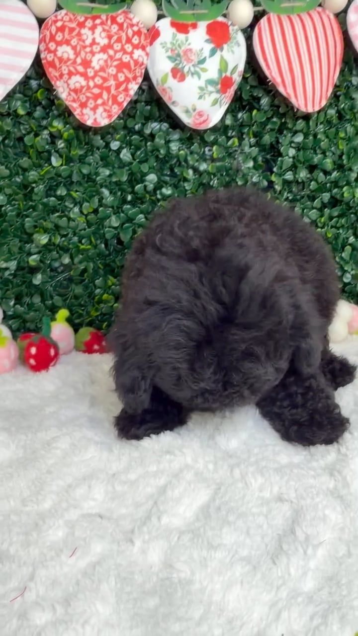 Male Mini Poodle puppy named Moose for sale at Puppy Dreams - Garland. video thumbnail