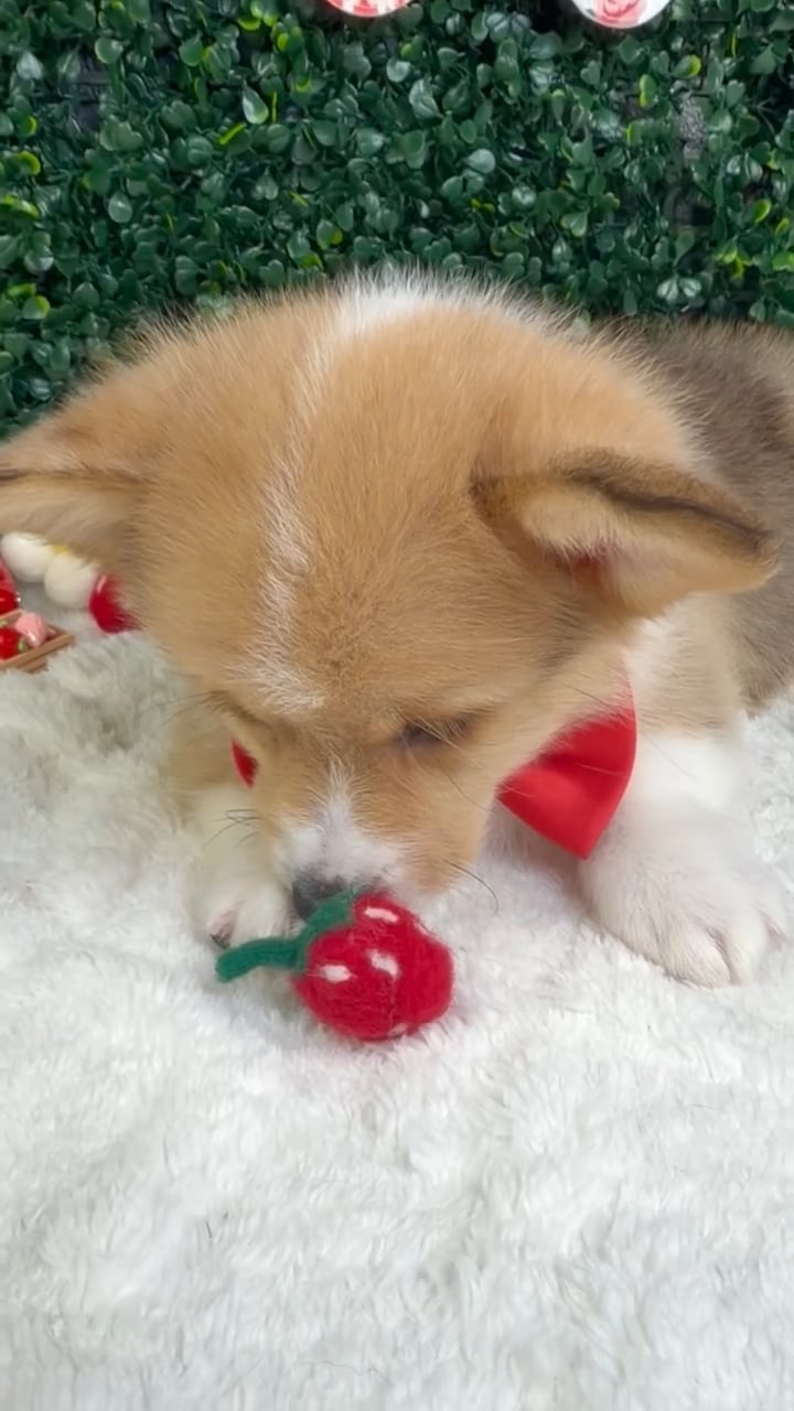 Male Pembroke Welsh Corgi puppy named Stitch for sale at Puppy Dreams - Garland. video thumbnail