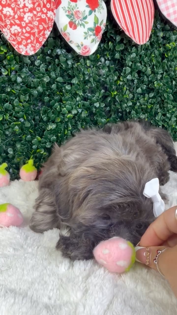 Female Shih Tzu puppy named Bella for sale at Puppy Dreams - Garland. video thumbnail